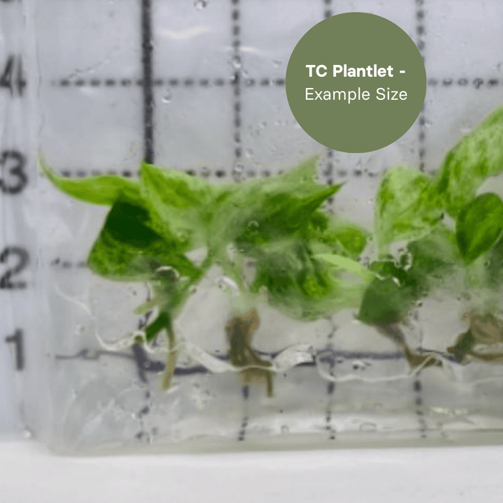 Philodendron Brandtianum x sp. Colombia (TC Plantlet) - Preorder Plants GrowTropicals