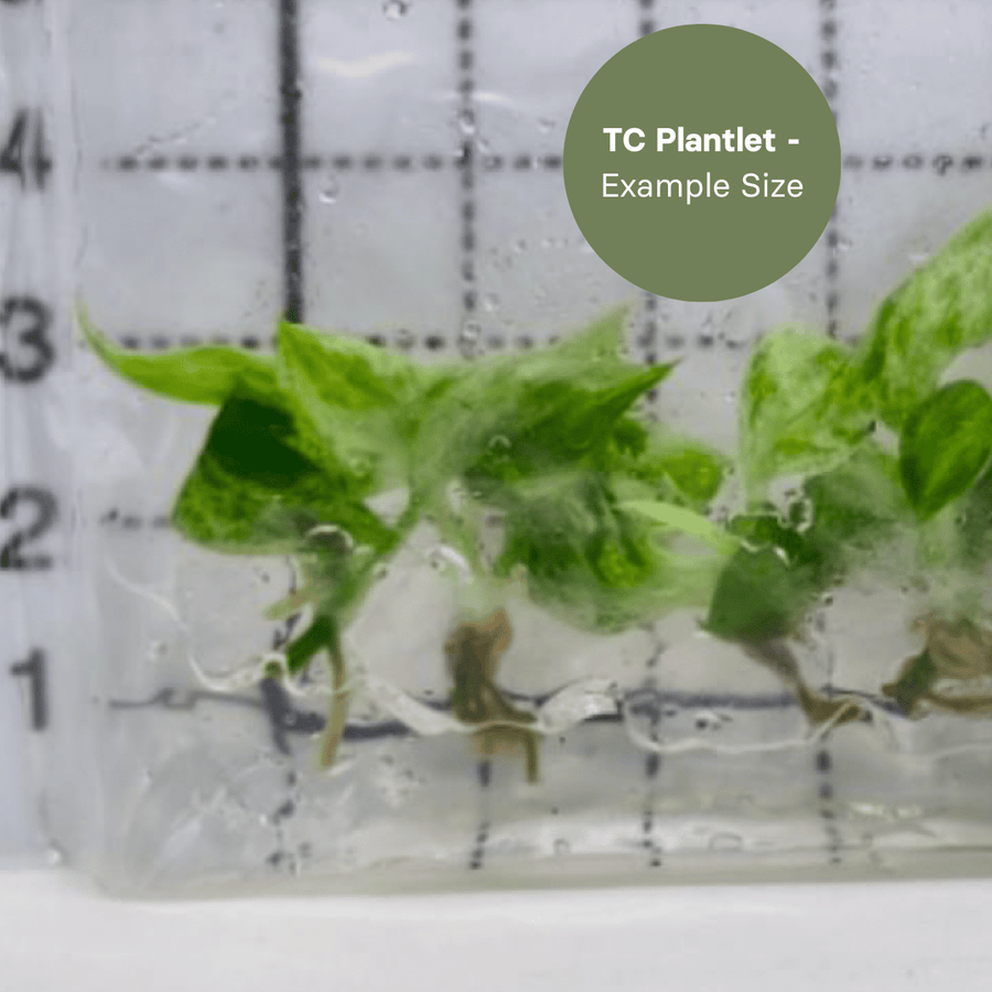 Philodendron Brandtianum x sp. Colombia (TC Plantlet) - Preorder Plants GrowTropicals