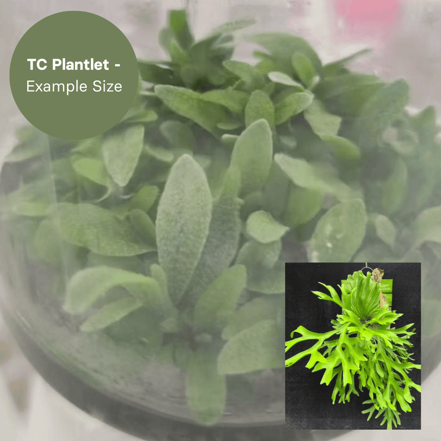 Platycerium Kitshakoodies (TC Plantlet) - Preorder Plants GrowTropicals