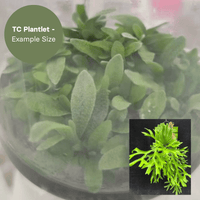 Platycerium Kitshakoodies (TC Plantlet) - Preorder