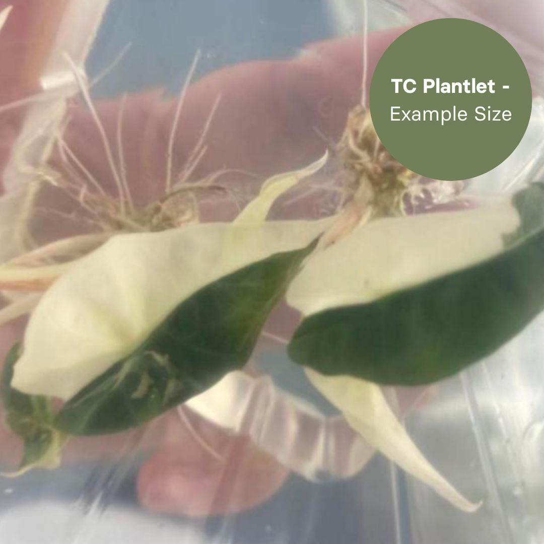 Alocasia Polly Half Moon (TC Plantlet) - Preorder Plants GrowTropicals