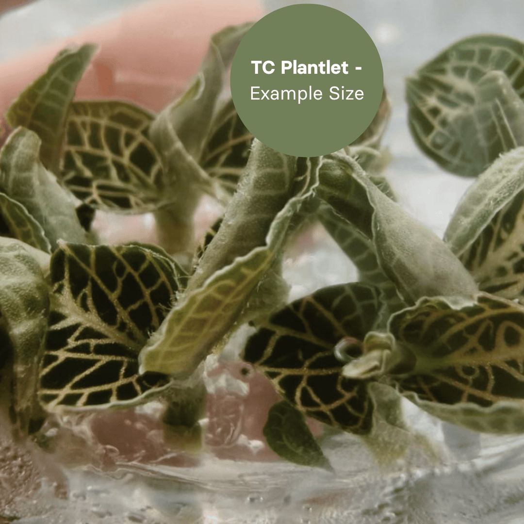 Anoectochillus hybrid 'Emerald Gold Variegated' (TC Plantlet) - Preorder Plants GrowTropicals