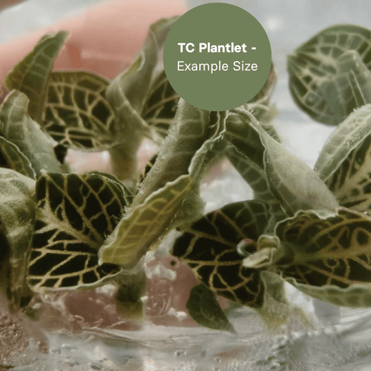 Anoectochillus hybrid 'Emerald Gold Variegated' (TC Plantlet) - Preorder Plants GrowTropicals