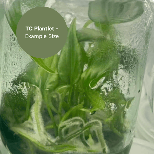 Anthurium Eminens (TC Plantlet) - Preorder Plants GrowTropicals