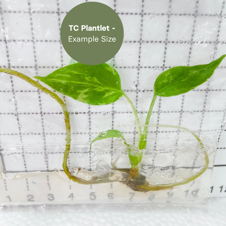 Monstera bulbasaur (TC Plantlet) - Preorder Plants GrowTropicals