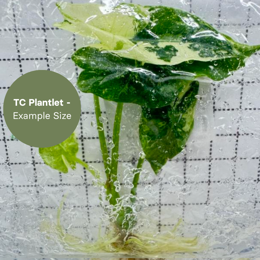 Alocasia Simpo Albo (TC Plantlet) - Preorder Plants GrowTropicals