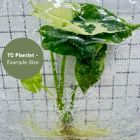 Alocasia Simpo Albo (TC Plantlet) - Preorder