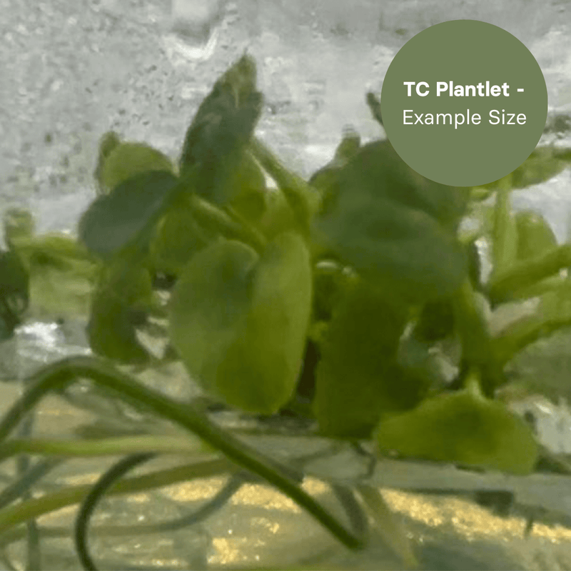 Anthurium Mag x Papi (TC Plantlet) - Preorder Plants GrowTropicals