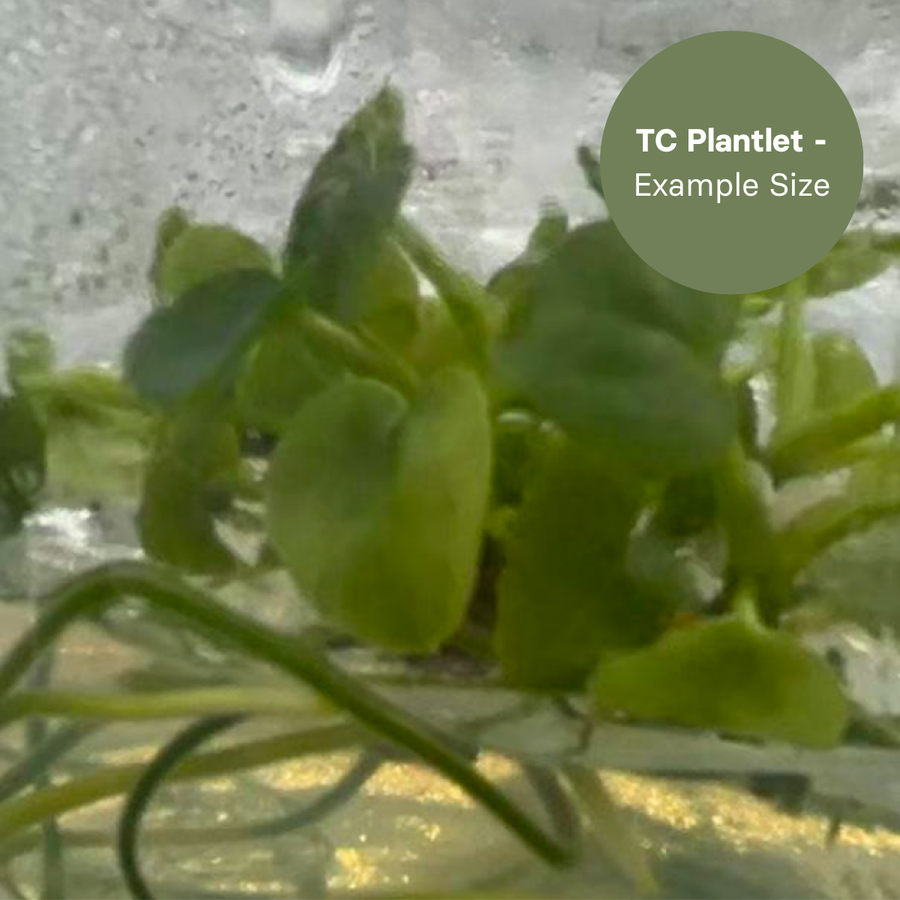 Anthurium Mag x Papi (TC Plantlet) - Preorder Plants GrowTropicals