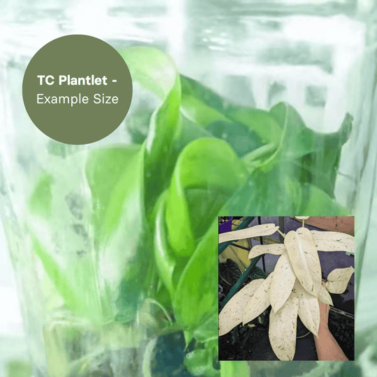 Philodendron Whipple Way (TC Plantlet) - Preorder Plants GrowTropicals