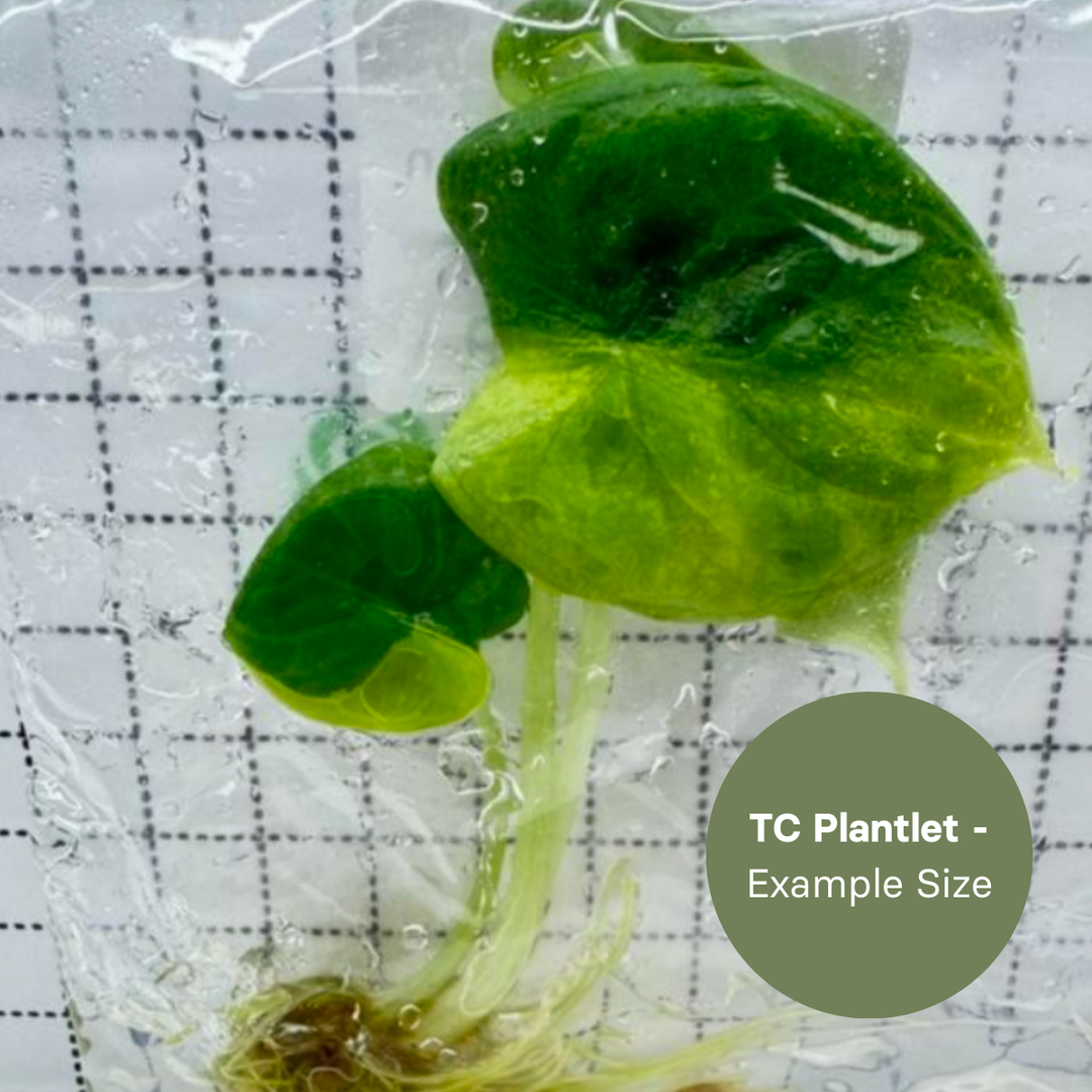 Alocasia Black Velvet Gold (TC Plantlet) - Preorder Plants GrowTropicals