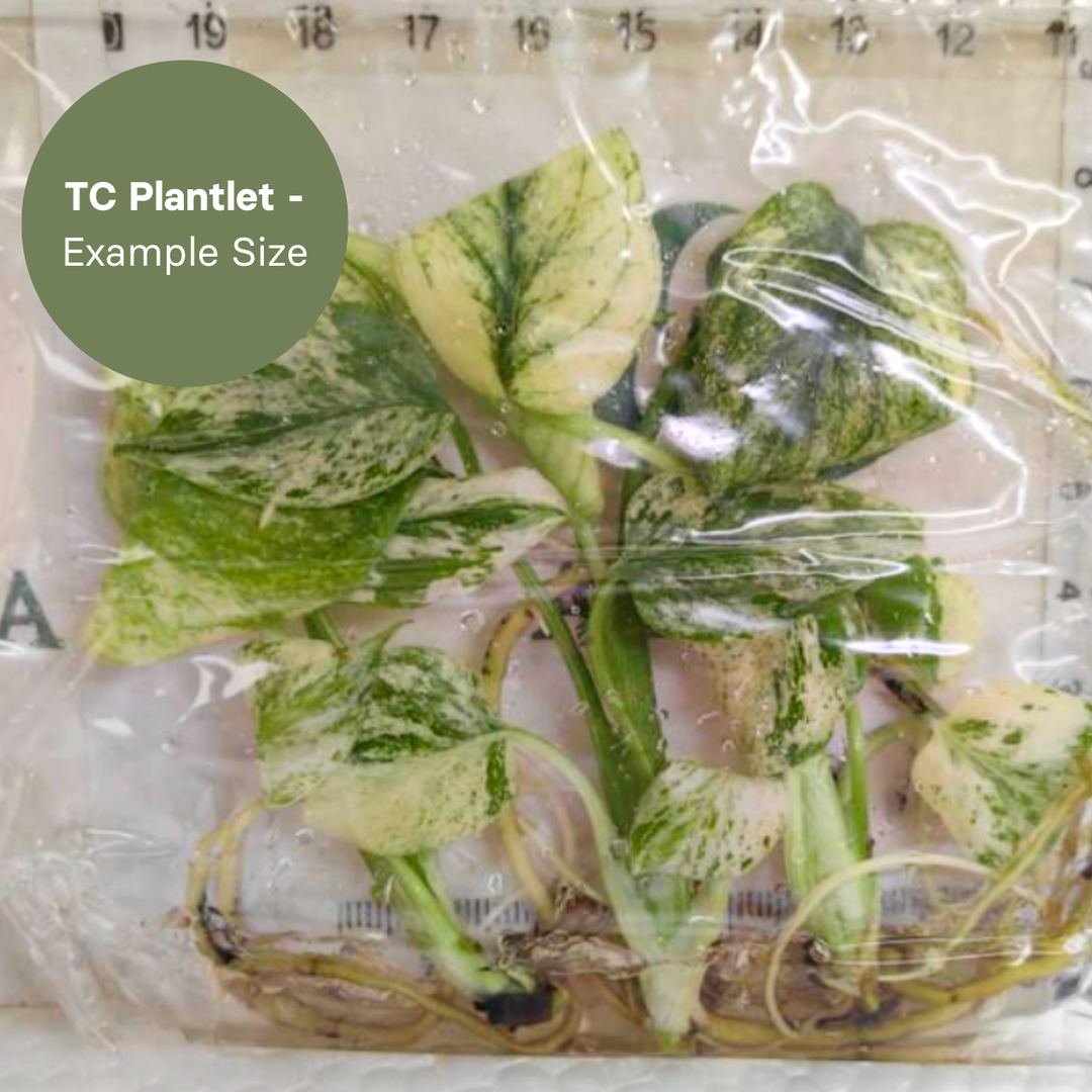 Monstera deliciosa Mint (TC Plantlet) - Preorder Plants GrowTropicals