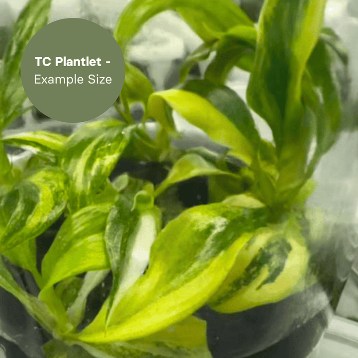 Philodendron White Princess Aurea (TC Plantlet) - Preorder Plants GrowTropicals