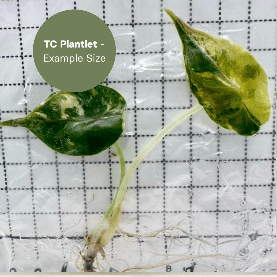 Alocasia Azlanii Aurea (TC Plantlet) - Preorder Plants GrowTropicals