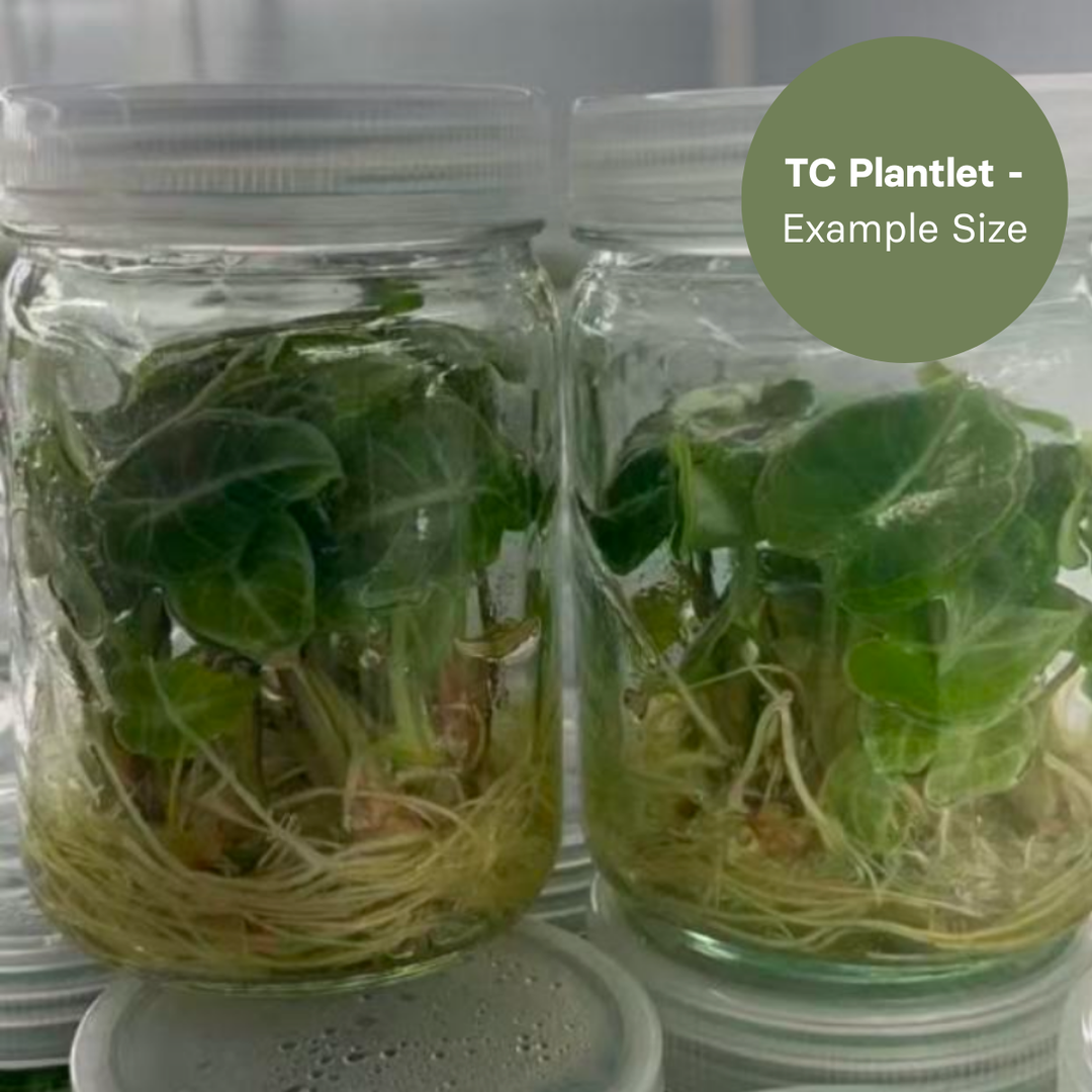 Alocasia crystal (TC Plantlet) - Preorder Plants GrowTropicals