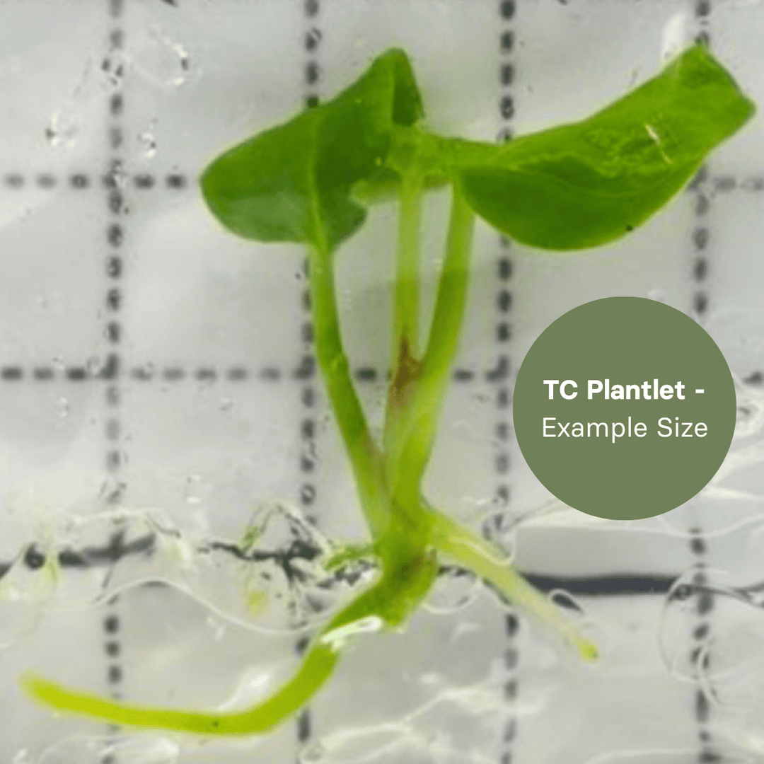 Anthurium Purple Crystallinum (TC Plantlet) - Preorder Plants GrowTropicals