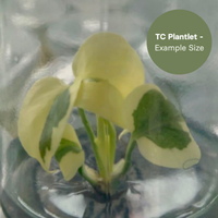 Monstera Lava (TC Plantlet) - Preorder