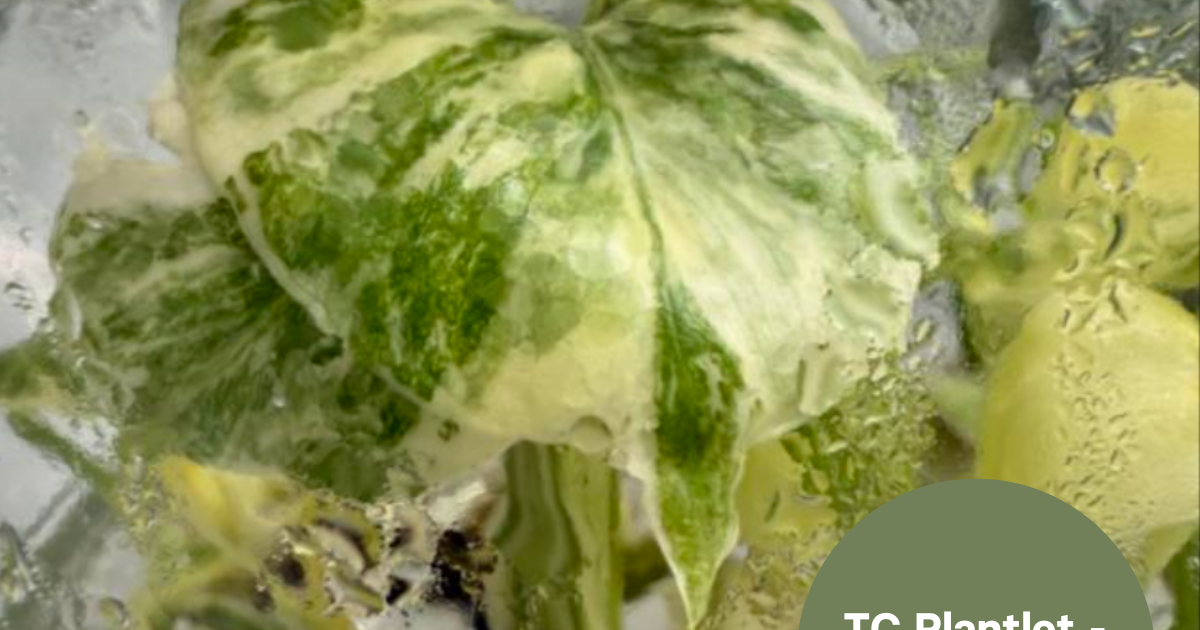 Monstera Green Snow (TC Plantlet) - Preorder | Plants