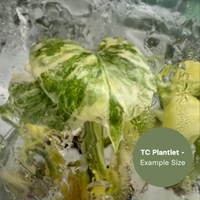 Monstera Green Snow (TC Plantlet) - Preorder