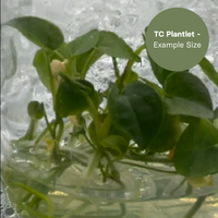 Anthurium Mag x Dark Phoenix (TC Plantlet) - Preorder