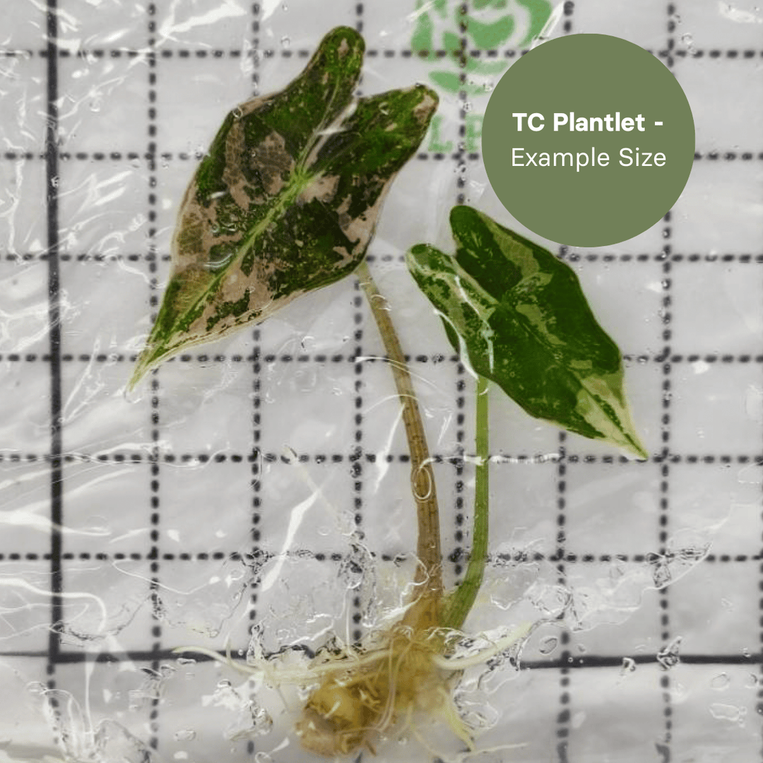 Alocasia Nobilis Pink (TC Plantlet) - Preorder Plants GrowTropicals