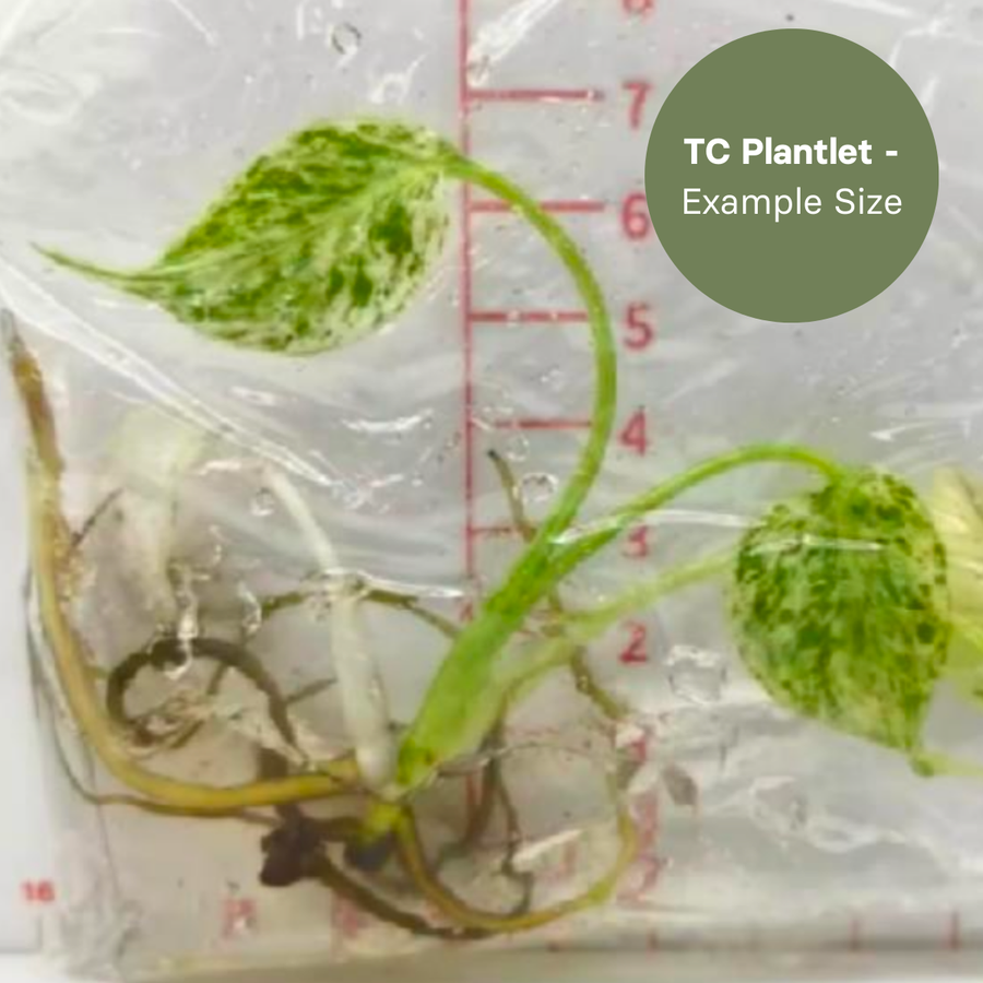 Monstera Star Shadow (TC Plantlet) - Preorder Plants GrowTropicals