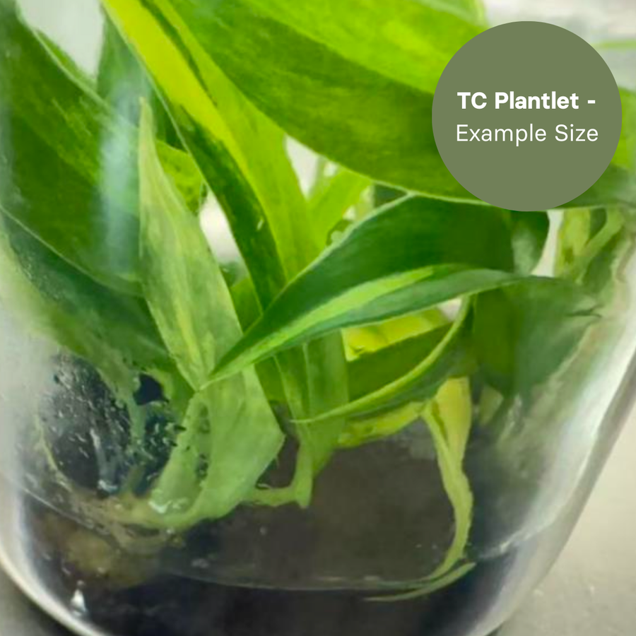 Philodendron Narrow Crystal (TC Plantlet) - Preorder Plants GrowTropicals