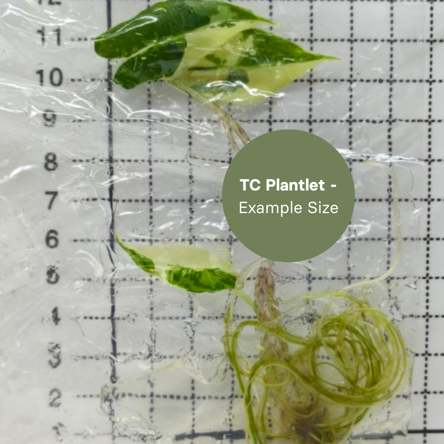 Alocasia Sarian albo (TC Plantlet) - Preorder Plants GrowTropicals