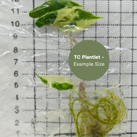 Alocasia Sarian albo (TC Plantlet) - Preorder