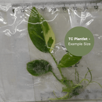 Homalomena  Rubescens Albo (TC Plantlet) - Preorder