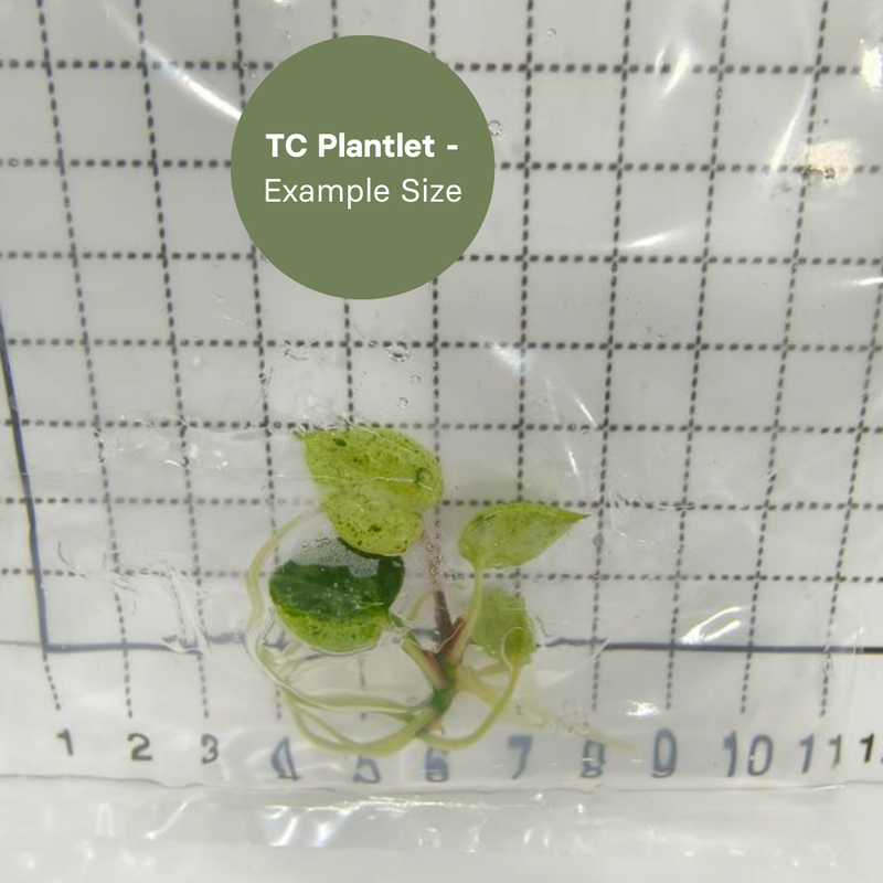 Anthurium Ace of Spades Variegated (TC Plantlet) - Preorder Plants GrowTropicals