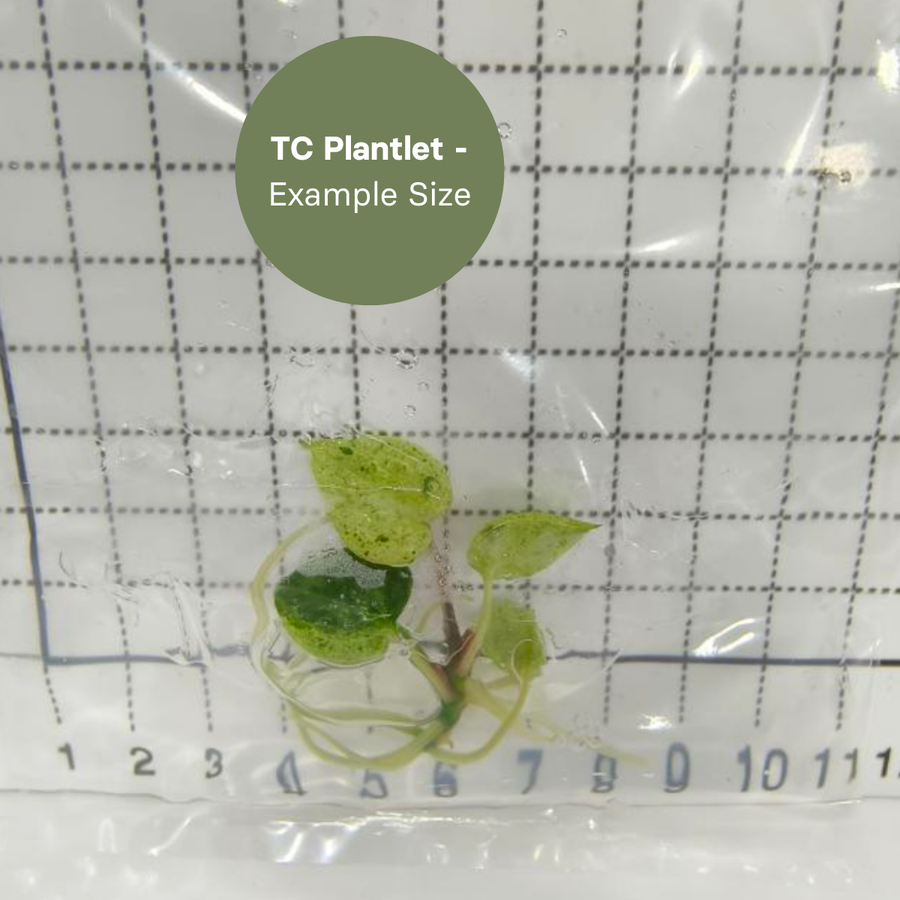 Anthurium Ace of Spades Variegated (TC Plantlet) - Preorder Plants GrowTropicals