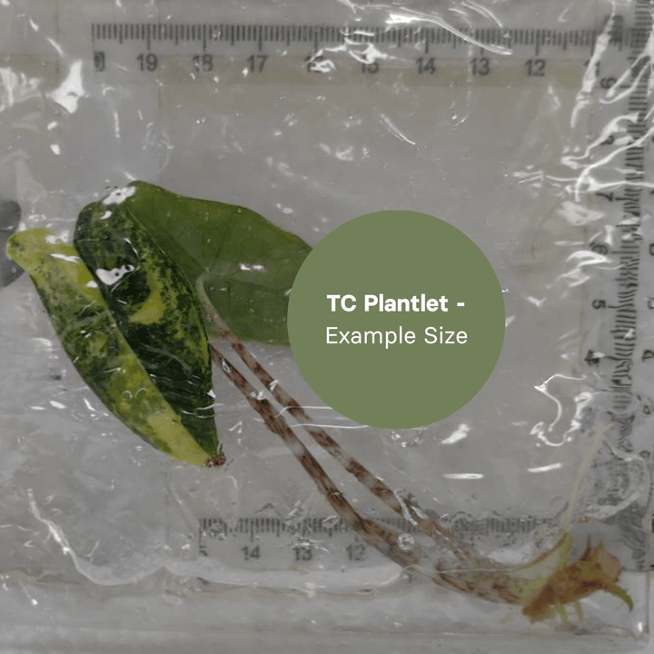 Alocasia Zebrina Aurea Var (TC Plantlet) - Preorder Plants GrowTropicals