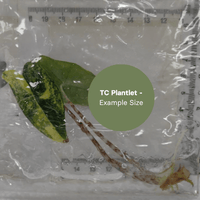 Alocasia Zebrina Aurea Var (TC Plantlet) - Preorder