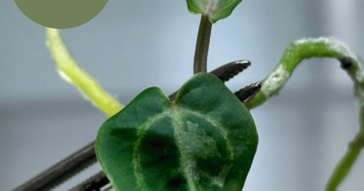 Anthurium Tezula Red Crystal x (SKG Silver x Red Crystal) (TC