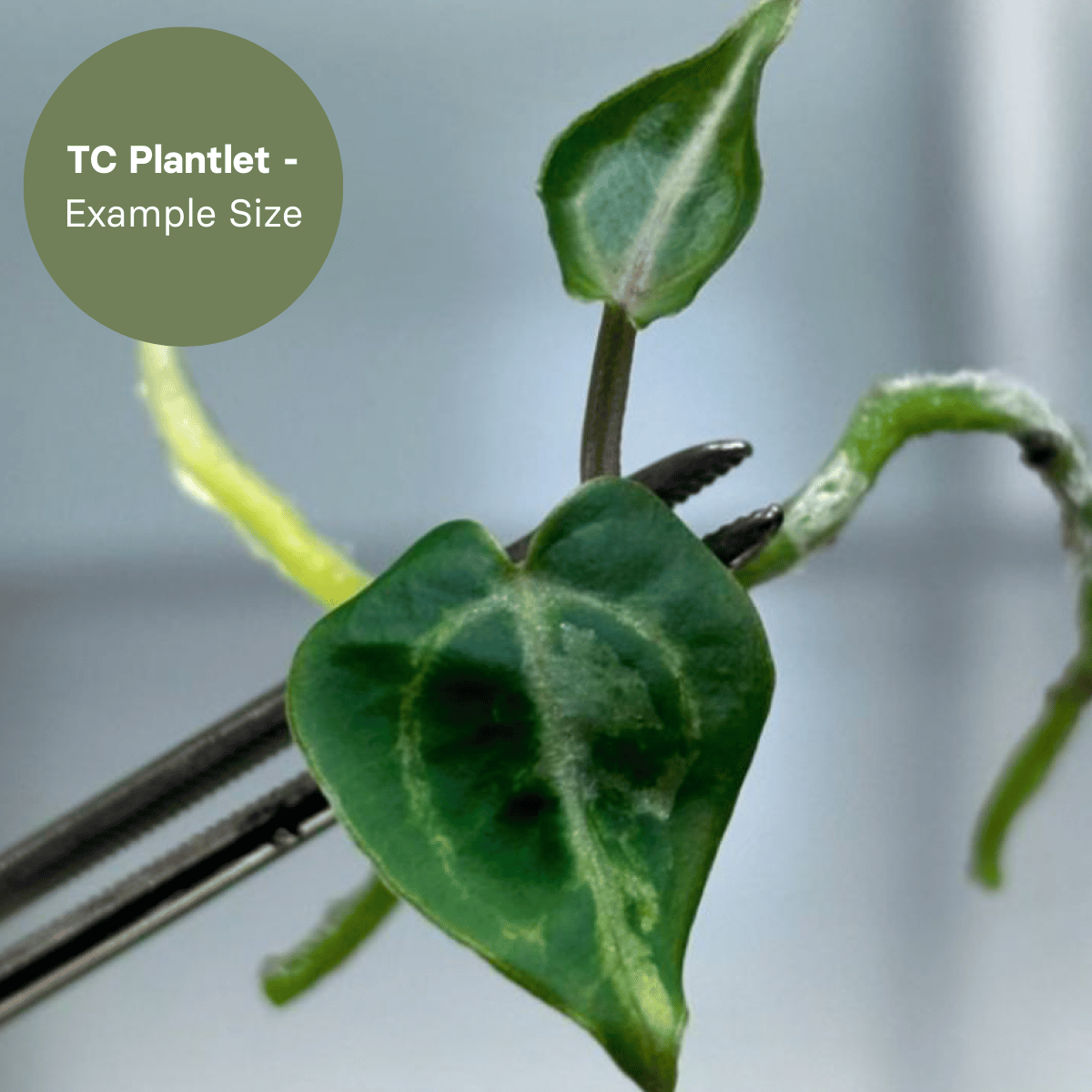 Anthurium Tezula Red Crystal x (SKG Silver x Red Crystal) (TC Plantlet