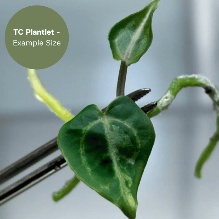 Anthurium Tezula Red Crystal x (SKG Silver x Red Crystal) (TC Plantlet) - Preorder Plants GrowTropicals