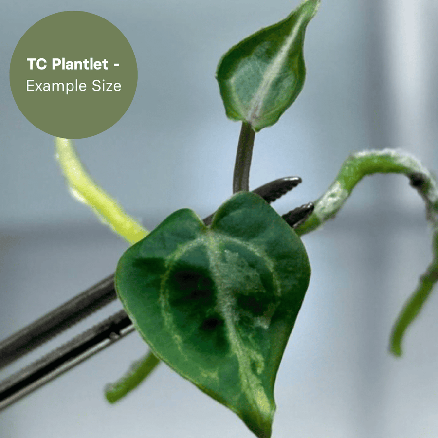 Anthurium Tezula Red Crystal x (SKG Silver x Red Crystal) (TC Plantlet) - Preorder Plants GrowTropicals