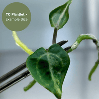 Anthurium Tezula Red Crystal x (SKG Silver x Red Crystal) (TC