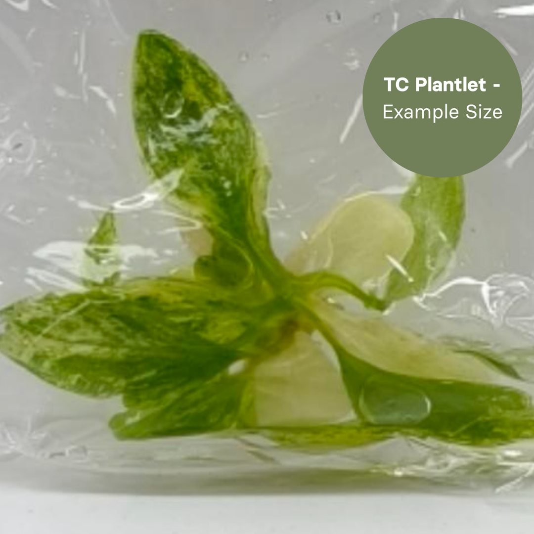 Philodendron Joepii Variegated (TC Plantlet) - Preorder Plants GrowTropicals