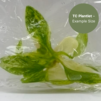 Philodendron Joepii Variegated (TC Plantlet) - Preorder