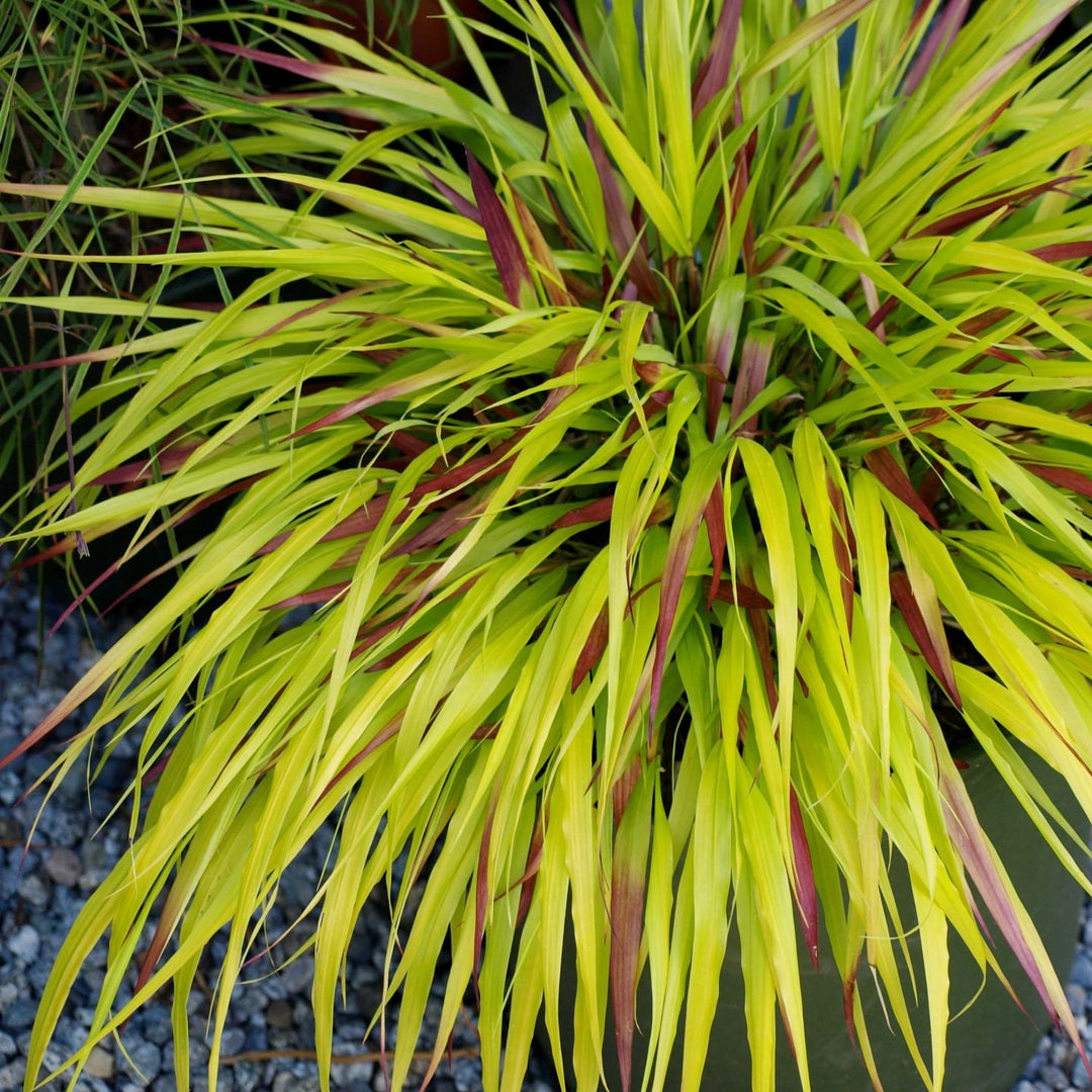Hakonechloa macra 'Sunflare' Plants - Outdoor GROW TROPICALS
