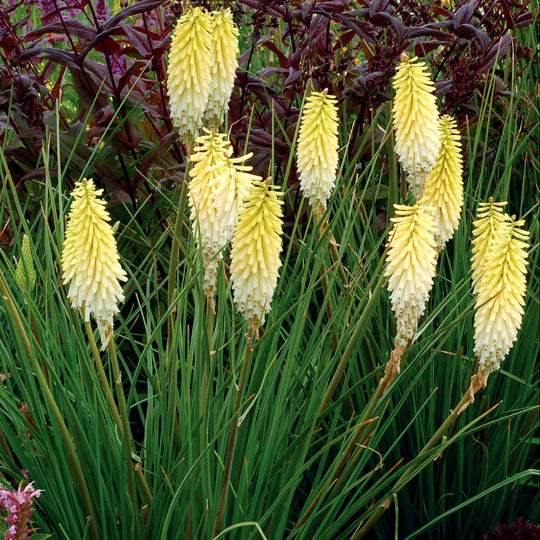Kniphofia 'Pineapple Popsicle' Plants - Outdoor GROW TROPICALS