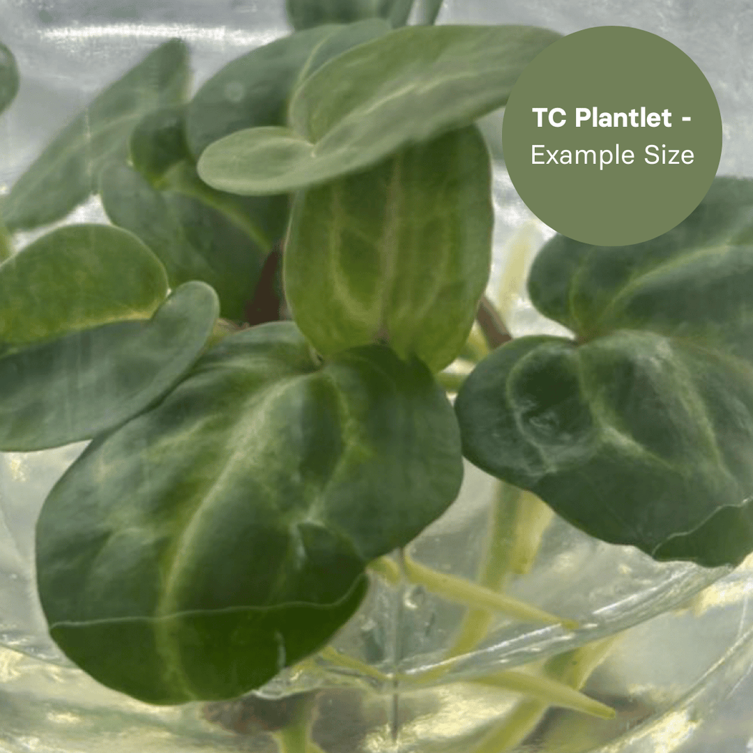 Anthurium Porti x Dark Phoenix (TC Plantlet) - Preorder Plants GrowTropicals