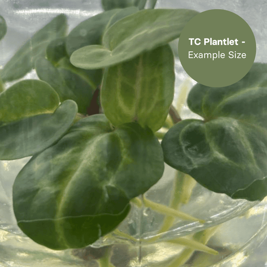 Anthurium Porti x Dark Phoenix (TC Plantlet) - Preorder Plants GrowTropicals