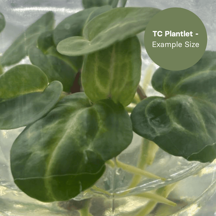 Anthurium Porti x Dark Phoenix (TC Plantlet) - Preorder Plants GrowTropicals