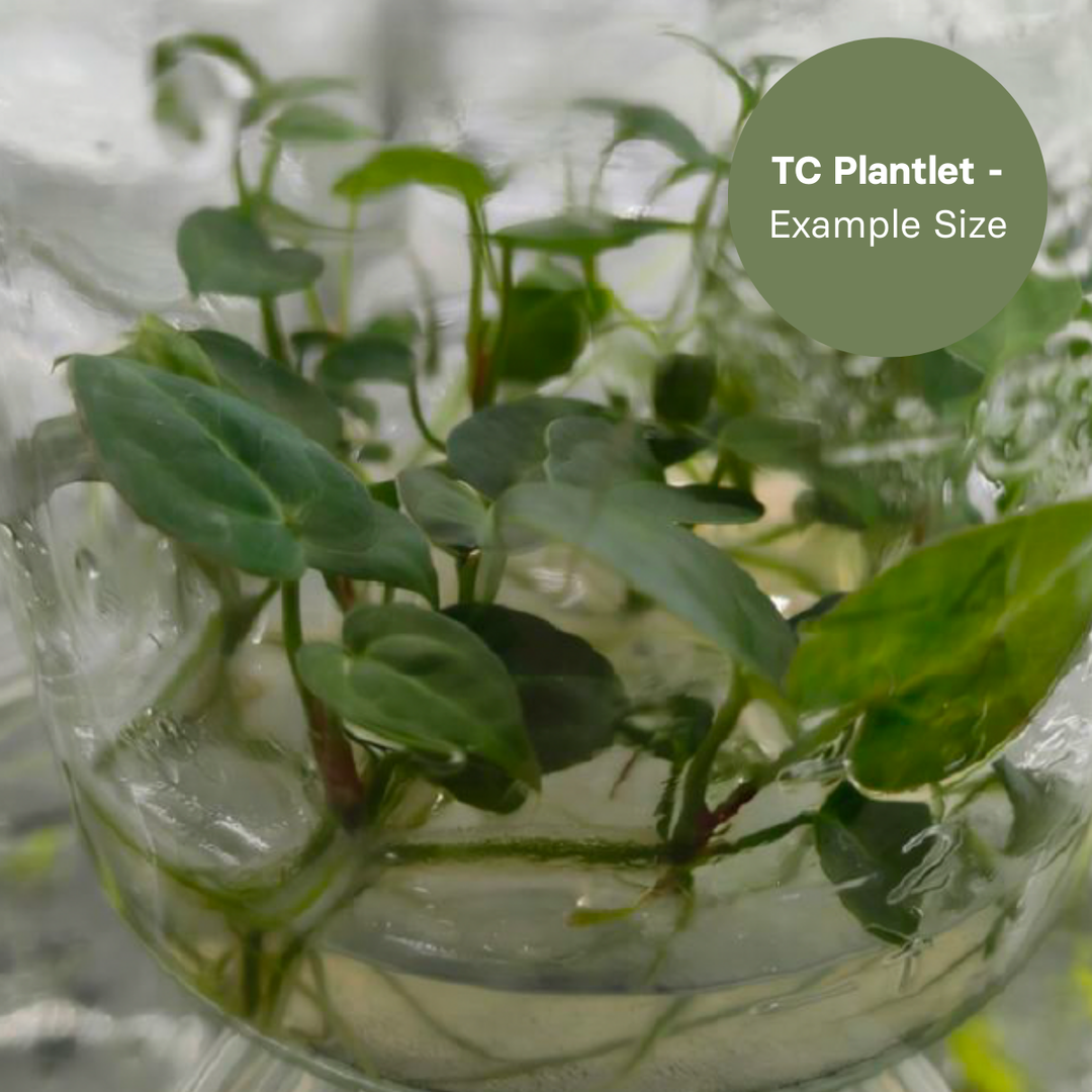 Anthurium Dressleri x Dark Phoenix (TC Plantlet) - Preorder Plants GrowTropicals