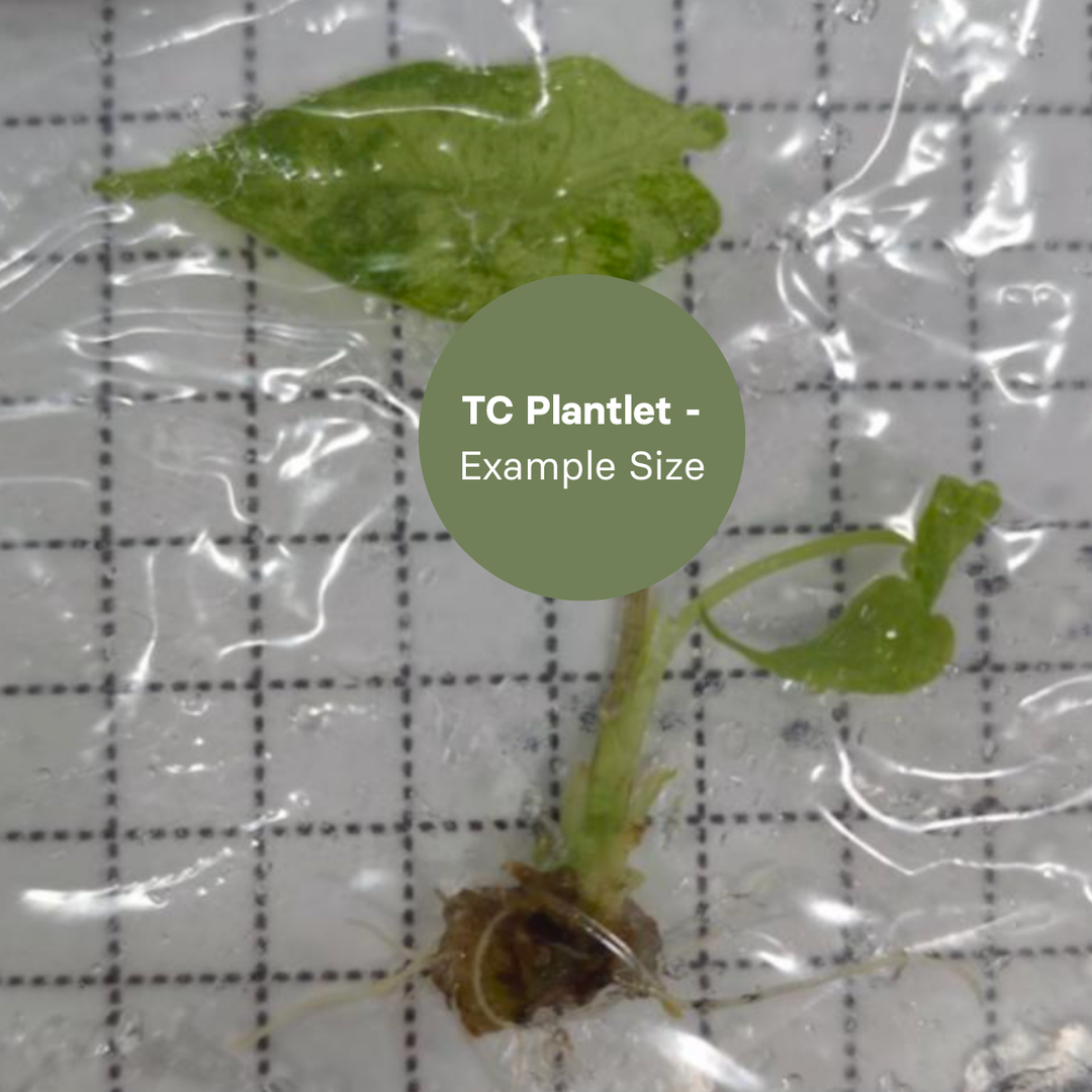 Alocasia longiloba Black Satun Stardust Variegated (TC Plantlet) - Preorder Plants GrowTropicals