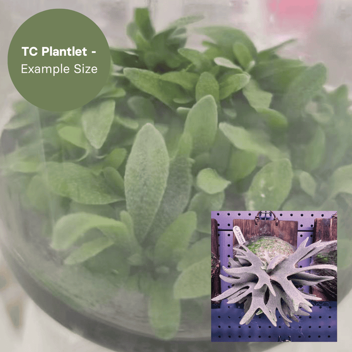 Platycerium Bacteria sporeling (TC Plantlet) - Preorder Plants GrowTropicals