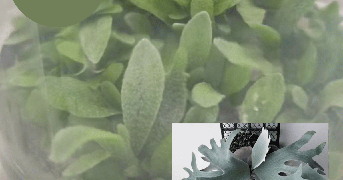 Platycerium Ginka (TC Plantlet) - Preorder | Plants